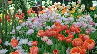 @Flower Dome Singapore