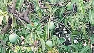 307 My Exptl Lrng : Avian adaptation Camouflage and Parrot