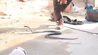 Cobra snake Rescue #trendingshorts#trending#rescue #manishjodhpuri#murliwalahosla #bapidasnakeexpert