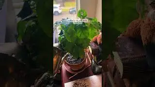 Root Pruning a Coffee Tree #foliageplants