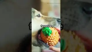 5 truth about dogs and toys:more than just playthings#pets#cutedog#1000subscriber#dog