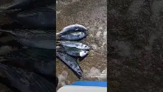 jornada de serruchos🎣#pesca#pescador#fishing#kayakfishing#davidkayak#kayak#lineadepesca#fish#mazagon