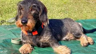 Dachshund Teddy&rsquo;s Secret Spring Mission 😂