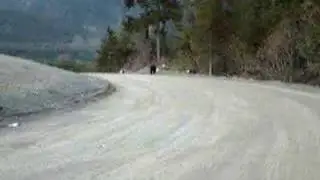 whistler black bears
