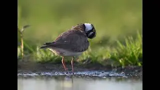 kleine plevier  /  little plover