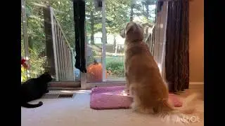 Come Back Squirrel! 🐿️