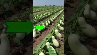 Hybrid Bottle Gourd Farming 🌱  Modern Agriculture Tips #agriculture #farming #hybrid