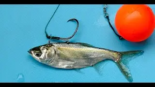 One-hook hanging method for live bait