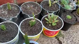 Sharing my happy pill about my vegetables garden and cactus