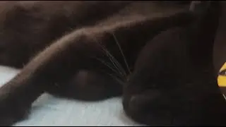 ねこねこライブ配信　#cat #猫　#黒猫