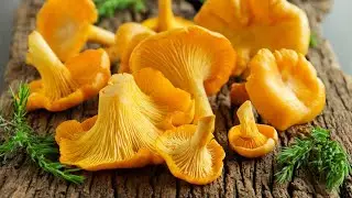 Amintiri cu bunătăţi... 🔥 Tocăniţă de Gălbiori, gătită pe foc la tuci, cu mămăliguţă 🔥 #chanterelles