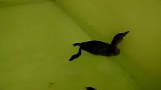Grebe Swimming.MOV