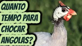 Quantos dias demora para chocar os ovos de galinha da Angola guine capote coc&aacute;? Quanto tempo leva?