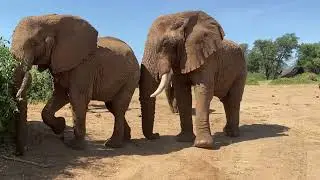 Female elephant tries to gain the attention of her male counterpart