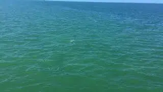 Dolphin Stealing Fish From People