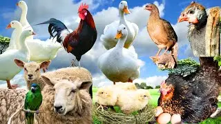 Hen Hatching,Baby Sheeps,Funny Turkey Hens,Parrot,Patridge,Chakoor,Duck,Hens & Farm House