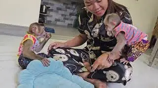 Adorable Monkey Shenanigans! Jack & Joe Monkeys' Outrageous Outfits & Drinking Water