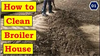 How to Clean a Broiler Breeder House | Litter Removing & Sweep | Poultry House Disinfection Process