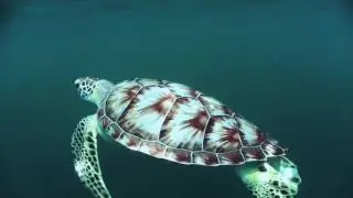 Bluff House Sharks, Rays & Turtles, Oh My!