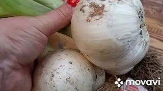 Вацап / мах  для каталога 89152458159 письменно