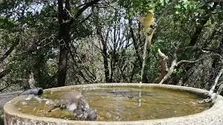 House Finch & Lesser Goldfinch at Backyard Birdbath | Relaxing Nature Sounds, No Music