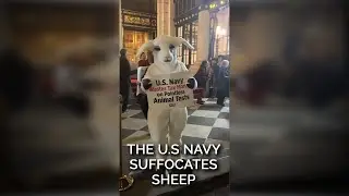 The U.S Navy Suffocates Sheep #shortsyoutube