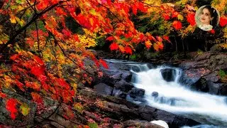 Top Most Stunning and Beautiful Trees | Sue's Videos