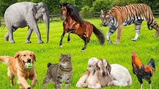 Adorable Farm Animals: Tiger, Cow, Duck, Rabbit, Horse, Penguin, Parrot, Sheep &ndash; Cute Animal Video