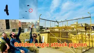 Golden eagle attack pigeon 😱| Dar pigeons club | #pigeon #bird #kabuterbazi #kabootar #pigeonlover