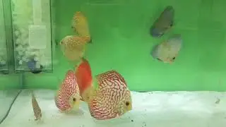 Feeding Discus with Biogold Pellets