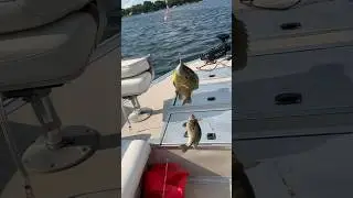 Giant Bluegill #Fishing #Shorts #Subscribe  #Like #Bluegill