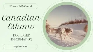 The Canadian Eskimo Dog: History, Characteristics, and Care Tips