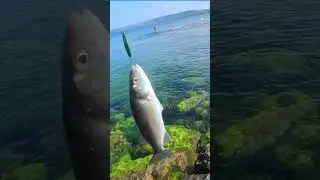 Sea Bass Feeding Frenzy #fishing #bassfishing