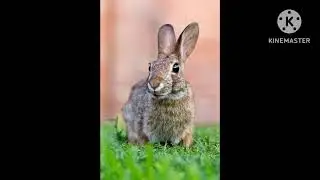rabbit and cow story