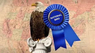 Why Is The Bald Eagle The U.S. National Bird? | Encyclopaedia Britannica