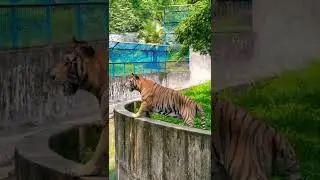 Tiger Roar | Bangladesh National Museum. #tiger #viralshort #viralvideo #bangladesh #dhaka #ipl2023