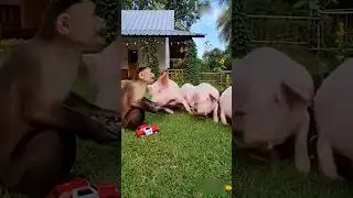 Monkey Prank Gone Wild! Police Siren Car vs Angry Pig 🚔🐷🤣#shorts