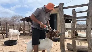 VANDERLEI MOCHIA UM BOÉ APRENDA COMO É QUE SE FAZ QUE NEM EU SABIA DISSO COMO FAZ PRA VIRA AS PONTAS