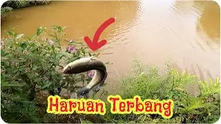 CASTING IKAN HARUAN SAMBIL TEST ROD BARU SHOPEE
