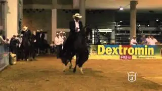 ONAXIS DE VILLA CIELO, GRAN CAMPEON Trocha colombiana BUCARAMANGA Grado B 2016