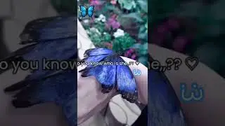 #butterfly #music #artmusic #insects #classicalmusic