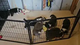 Border collie puppies playing with toys - blacks, red, lilac and slate - beautiful colors