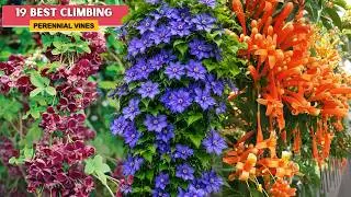 19 Best Climbing Perennial Vines