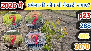Safeda Farming 2026 🚜 | Ye 4 Varieties Lagayi To Profit Pakka 💰
