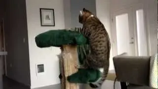Oskar the Blind Cat and The Cat Tree
