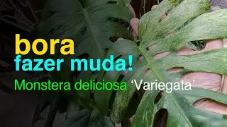 Mudas de Monstera deliciosa 'Variegata': Como Fazer | Parte 1 | Jardineiros Urbanos por Flay