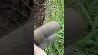 Did I Find Silver In The Ground Metal Detecting #shorts #silver #what #idk #treasure #shortvideo