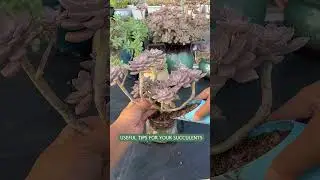 Succulent Plants for Beginners: Essential Care Secrets You NEED to Know | 다육이 | 多肉植物