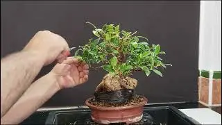 @el ficus de Jerez ,pinzado alambrado y futuro tiesto#bonsaiaficionado ,&uacute;nete al canal de #bonsai