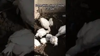 High Class Paper White Heera Aseel Chicks For Sale #shorts #whiteaseel #aseelchicks #forsale
